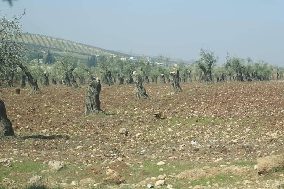 أشجار زيتون في عفرين تم قطعها بقصد التحطيب بعد احتلال المنطقة